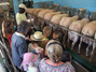 Die Kinder lassen sich zeigen, wie die Schafe im Stall gemolken werden. 
