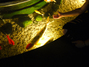 Eine Schülerhand versucht im „Streichelaquarium“ einen Fisch im Wasser zu erhaschen und ihn zu streicheln.