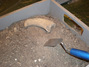 Das Bild zeigt eine Kiste mit Erde. Darin sieht man einen ausgegrabenen Stoßzahn sowie ein Werkzeug.