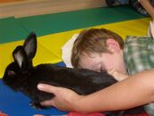 Junge streichelt ein Kaninchen
