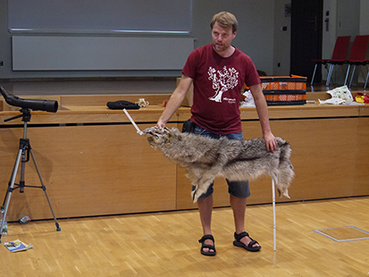 Der Wolfsexperte demonstriert mit einem Fell und einem Zollstock die Rückenhöhe des Wolfes.