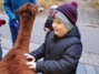 Leon erkundet vorsichtig tastend die Wolle der Tiere.